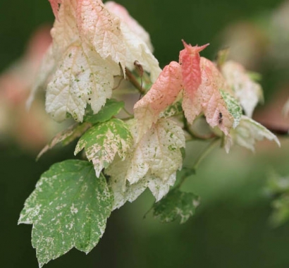 Klon czerwony (Acer rubrum) Candice Ice